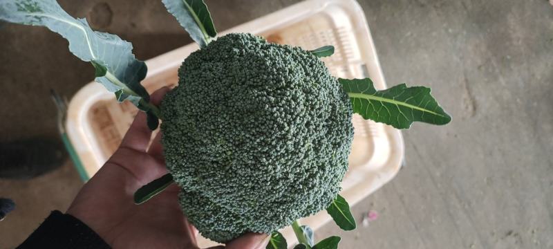 云南西蓝花大量供应，基地直供，颜色绿无红头，可以长期合作