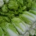 河北大白菜净菜大量供应需要的联系我无虫眼无烧心