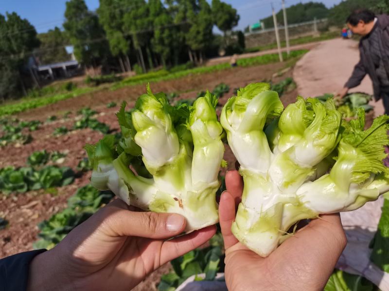 精品儿菜，长期大量有货，欢迎各位老板骚扰