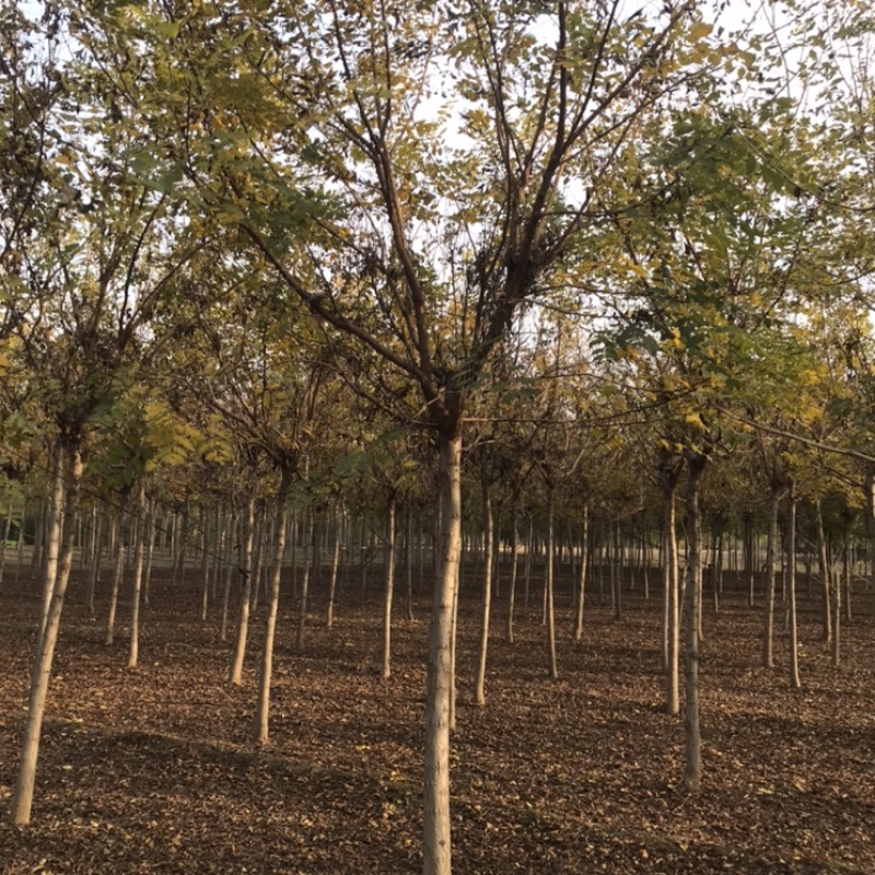 栾树北京栾保定栾树基地自产自销6-15公分栾树