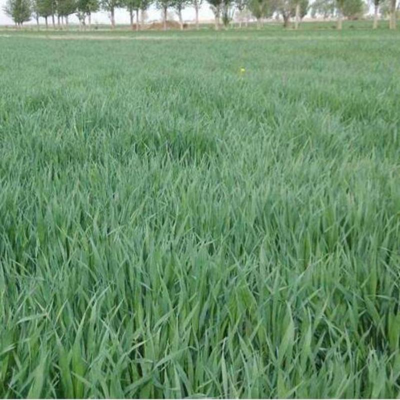 进口燕麦种子小麦种子耐寒耐旱大麦种子籽燕麦种籽牧草种子