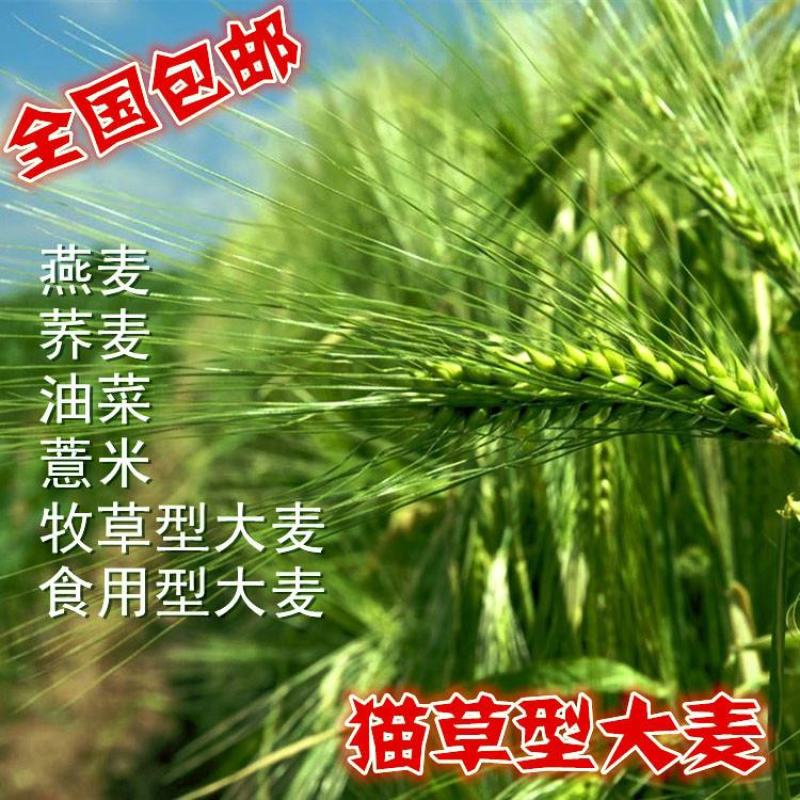 进口燕麦种子小麦种子耐寒耐旱大麦种子籽燕麦种籽牧草种子