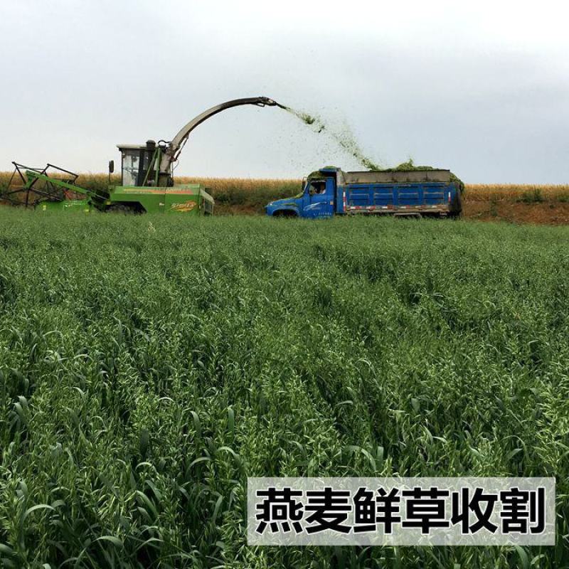 进口燕麦种子小麦种子耐寒耐旱大麦种子籽燕麦种籽牧草种子
