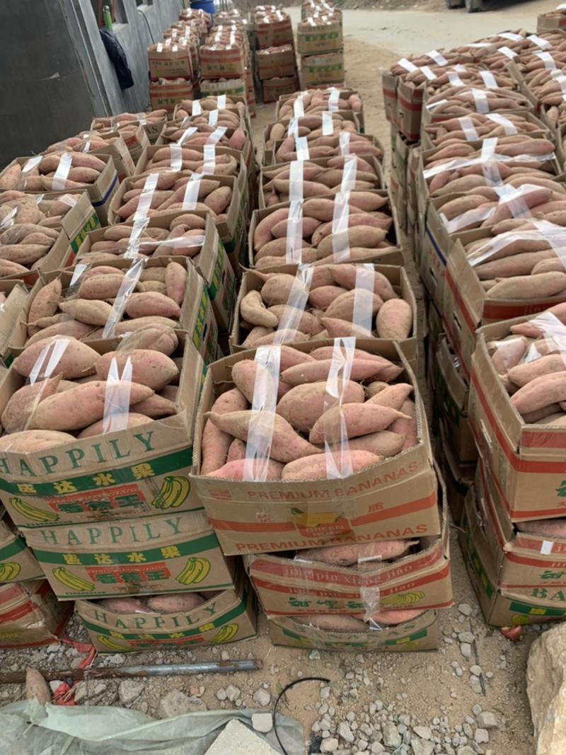 烟薯山东烟薯25烤红薯丘陵沙地种植红皮蜜薯品质保证