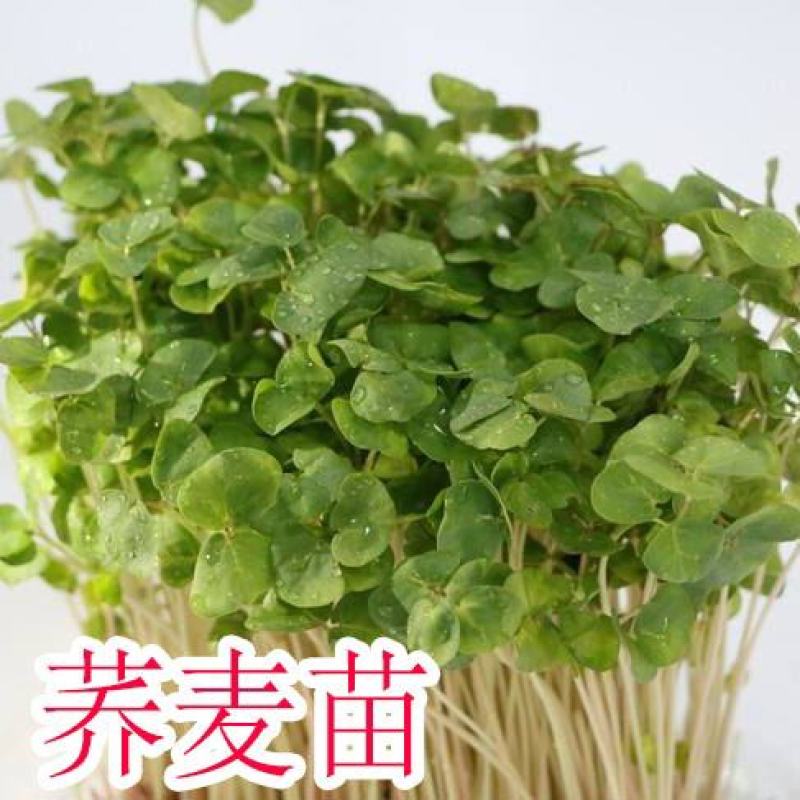 荞麦种子四季易播食用甜苦荞麦三角麦花荞乌麦蜜源牧草种子