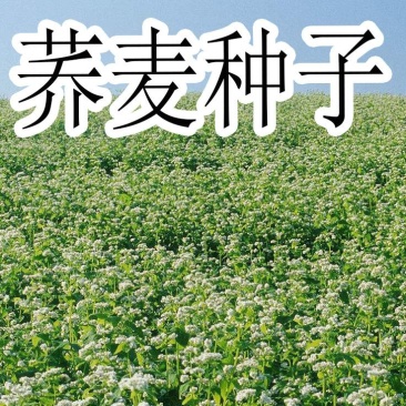 荞麦种子四季易播食用甜苦荞麦三角麦花荞乌麦蜜源牧草种子