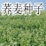 荞麦种子四季易播食用甜苦荞麦三角麦花荞乌麦蜜源牧草种子