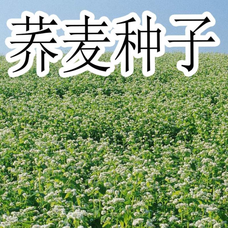 荞麦种子四季易播食用甜苦荞麦三角麦花荞乌麦蜜源牧草种子