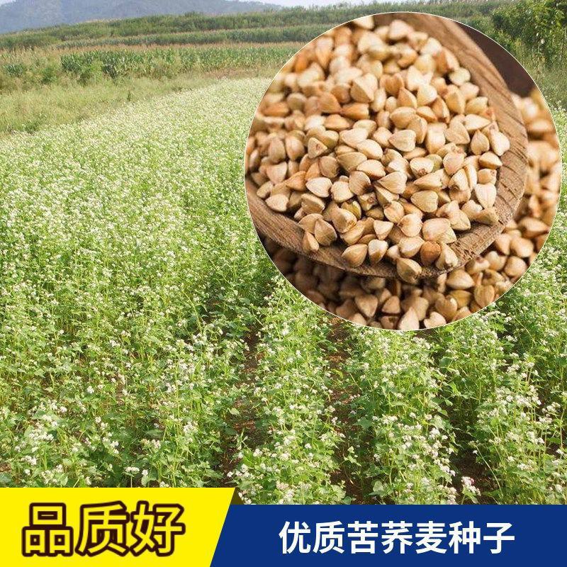 荞麦种子四季易播食用甜苦荞麦三角麦花荞乌麦蜜源牧草种子