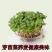 荞麦种子四季易播食用甜苦荞麦三角麦花荞乌麦蜜源牧草种子