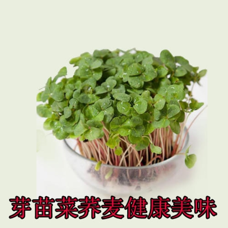 荞麦种子四季易播食用甜苦荞麦三角麦花荞乌麦蜜源牧草种子