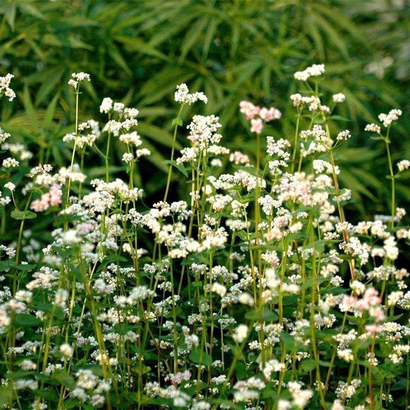 荞麦种子四季易播食用甜苦荞麦三角麦花荞乌麦蜜源牧草种子