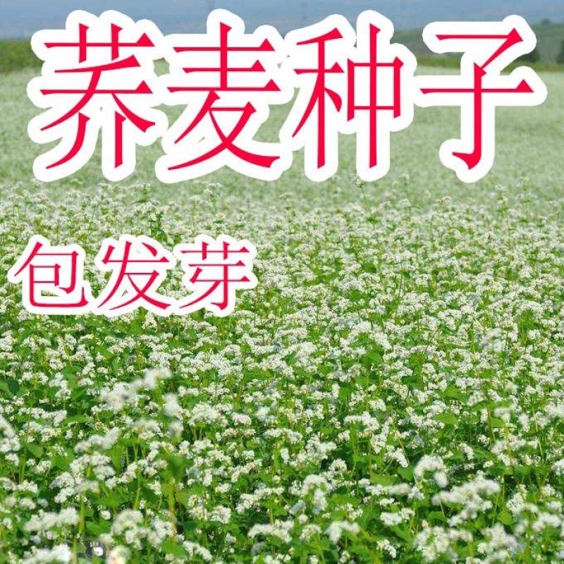 荞麦种子四季易播食用甜苦荞麦三角麦花荞乌麦蜜源牧草种子