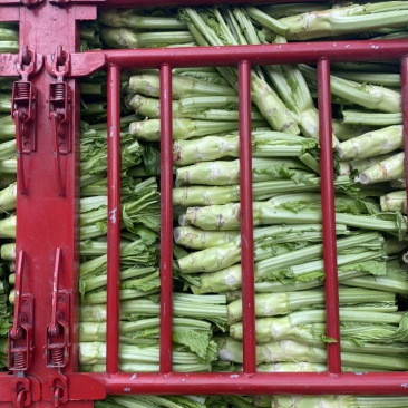 棒菜