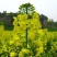 四季油菜籽观赏油菜花种子油菜种孑高产榨油北方耐寒