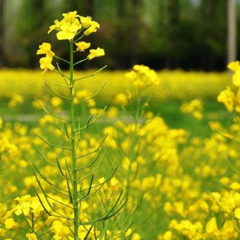 四季油菜籽观赏油菜花种子油菜种孑高产榨油北方耐寒