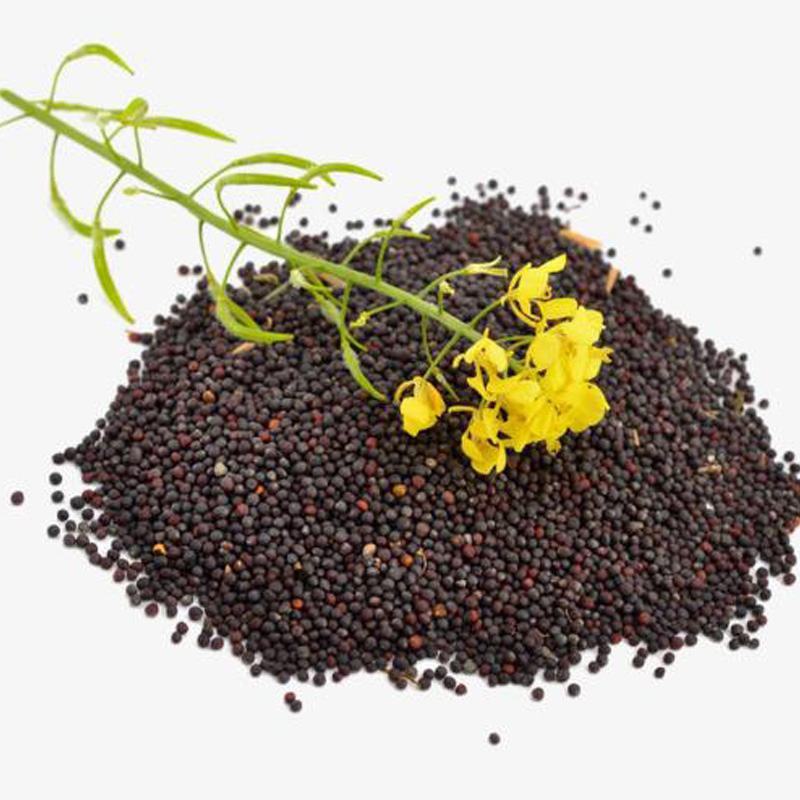 四季油菜籽观赏油菜花种子油菜种孑高产榨油北方耐寒