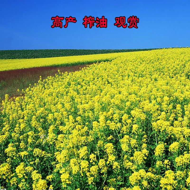 四季油菜籽观赏油菜花种子油菜种孑高产榨油北方耐寒