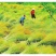 四季油菜籽观赏油菜花种子油菜种孑高产榨油北方耐寒