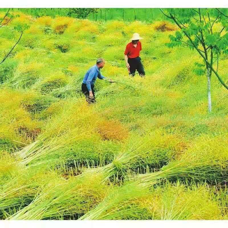 四季油菜籽观赏油菜花种子油菜种孑高产榨油北方耐寒