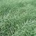 四季油菜籽观赏油菜花种子油菜种孑高产榨油北方耐寒