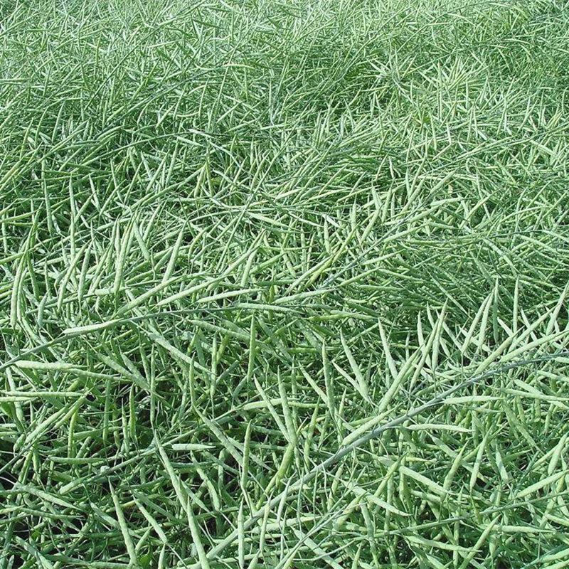 四季油菜籽观赏油菜花种子油菜种孑高产榨油北方耐寒