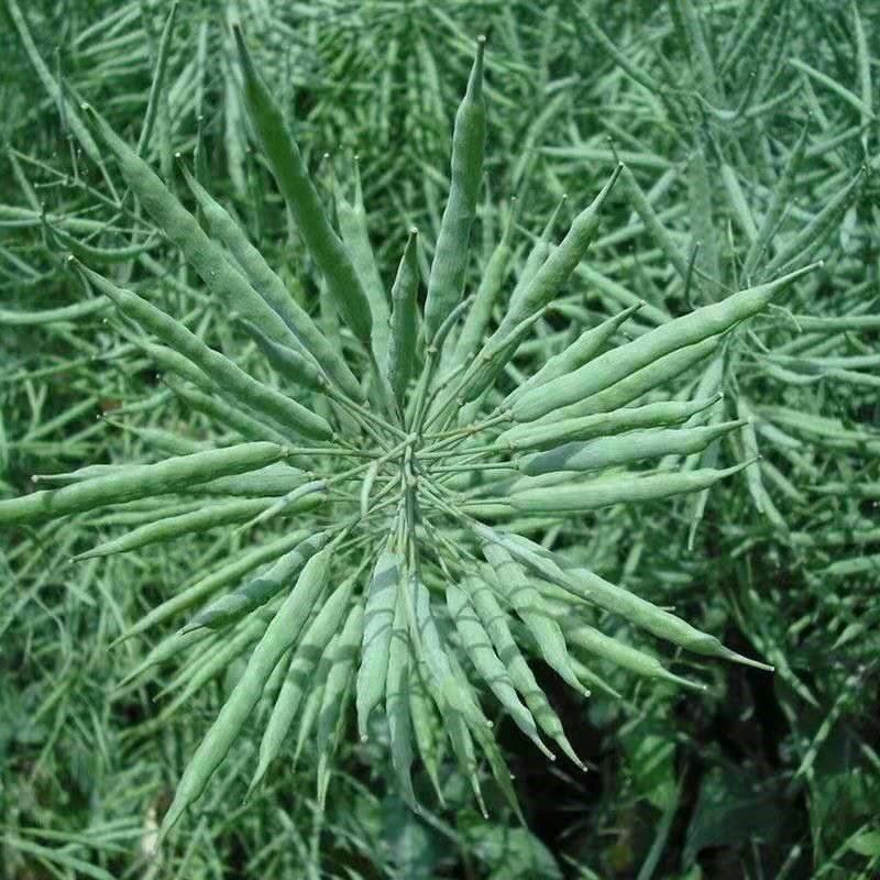 四季油菜籽观赏油菜花种子油菜种孑高产榨油北方耐寒