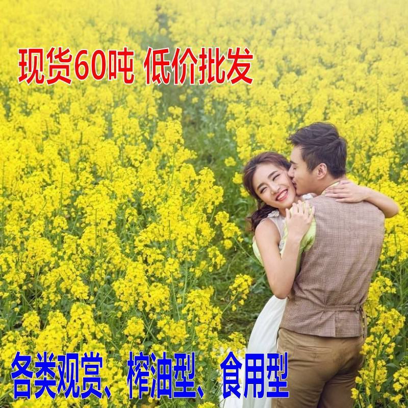 四季油菜籽观赏油菜花种子油菜种孑高产榨油北方耐寒
