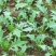 苦麦菜种籽四季养殖多年生牧草苦荬菜种子牧草种子