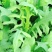 苦麦菜种籽四季养殖多年生牧草苦荬菜种子牧草种子