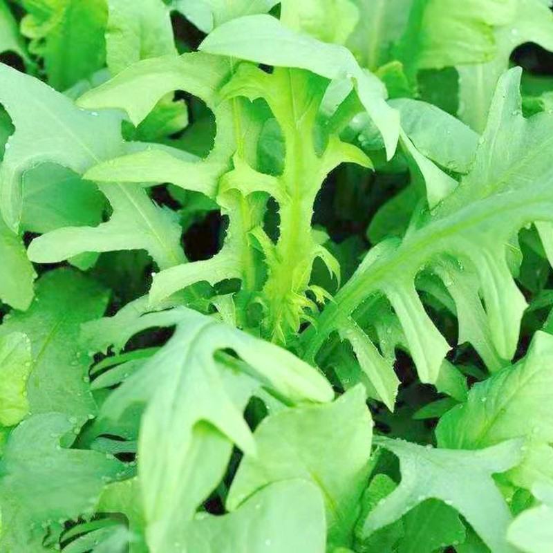 苦麦菜种籽四季养殖多年生牧草苦荬菜种子牧草种子