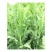 苦麦菜种籽四季养殖多年生牧草苦荬菜种子牧草种子