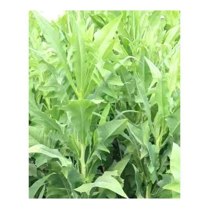 苦麦菜种籽四季养殖多年生牧草苦荬菜种子牧草种子