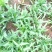 苦麦菜种籽四季养殖多年生牧草苦荬菜种子牧草种子