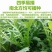 苦麦菜种籽四季养殖多年生牧草苦荬菜种子牧草种子