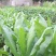 苦麦菜种籽四季养殖多年生牧草苦荬菜种子牧草种子