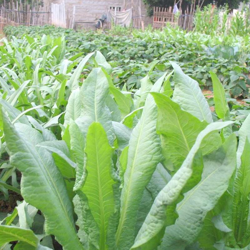 苦麦菜种籽四季养殖多年生牧草苦荬菜种子牧草种子