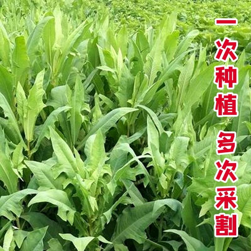 苦麦菜种籽四季养殖多年生牧草苦荬菜种子牧草种子