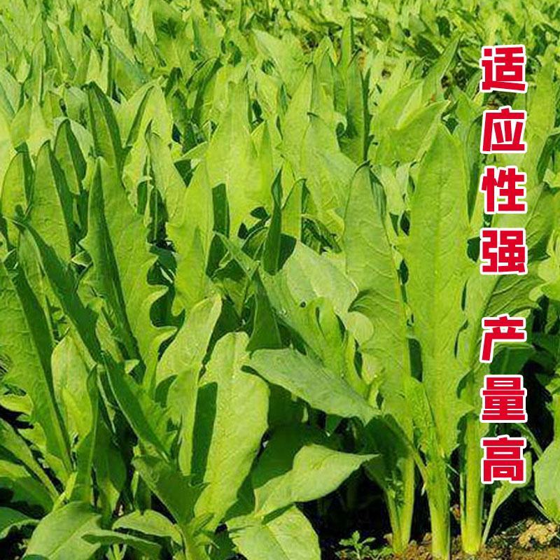 苦麦菜种籽四季养殖多年生牧草苦荬菜种子牧草种子