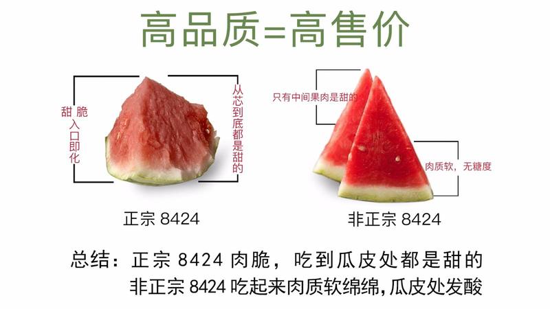 早佳花蜜8424西瓜种子，糖度14，耐高温抗高湿，品质佳