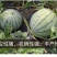 早佳花蜜8424西瓜种子，糖度14，耐高温抗高湿，品质佳