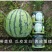 早佳花蜜8424西瓜种子，糖度14，耐高温抗高湿，品质佳