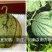 早佳花蜜8424西瓜种子，糖度14，耐高温抗高湿，品质佳