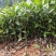 正宗福鼎大毫茶苗华茶1号