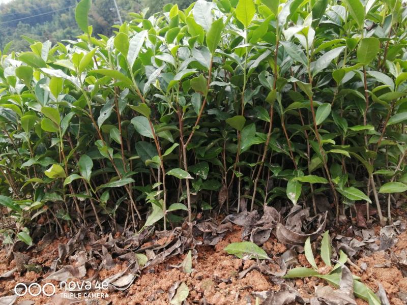 正宗福鼎大毫茶苗华茶1号