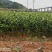 正宗福鼎大毫茶苗华茶1号