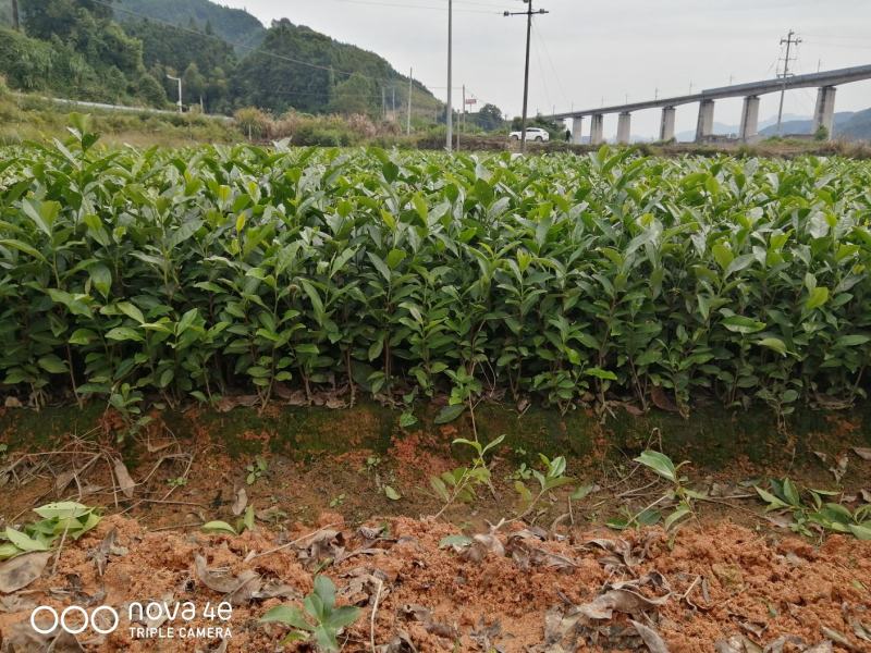 正宗福鼎大毫茶苗华茶1号