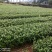 正宗福鼎大毫茶苗华茶1号