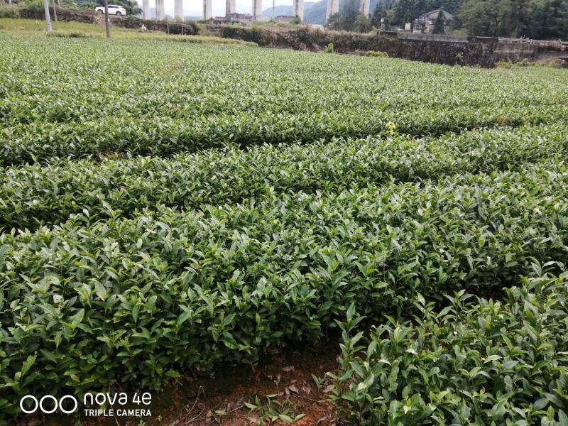 正宗福鼎大毫茶苗华茶1号