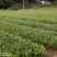 正宗福鼎大毫茶苗华茶1号